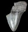 Partial, Serrated, Fossil Megalodon Tooth #52988-2